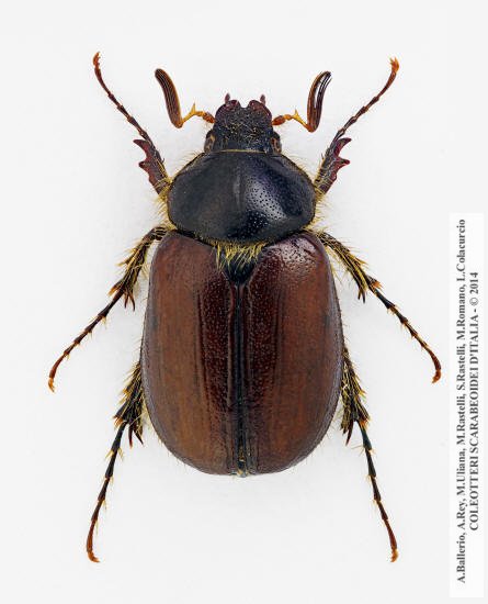 Elaphocera emarginata, maschio